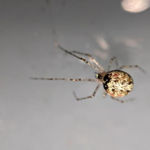 False Pirate Spider