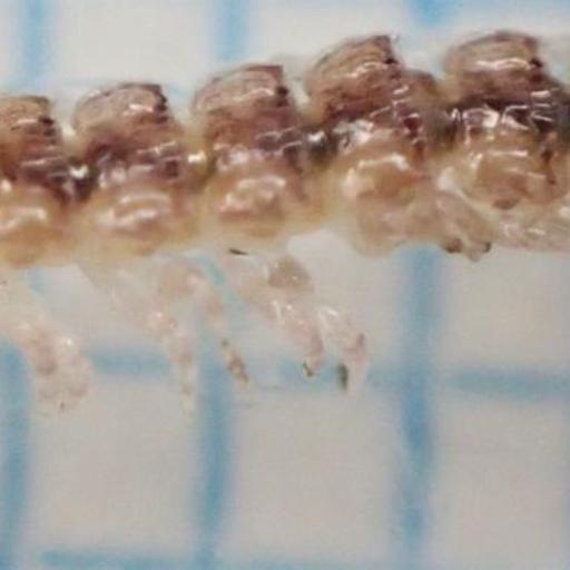 Polydesmus Denticulatus