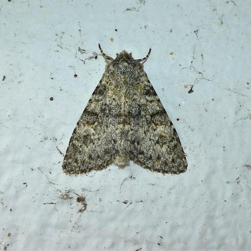 Large Ranunculus (Polymixis Flavicincta) Insect Identification Guide ...