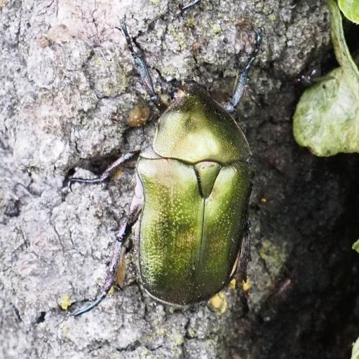 Copper Chafer