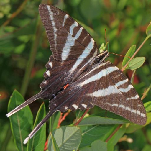 Protographium Marcellus