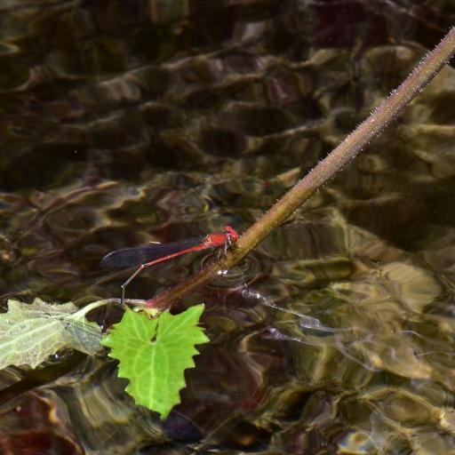 Red Sprite (Pseudagrion Pilidorsum) Insect Identification Guide ...