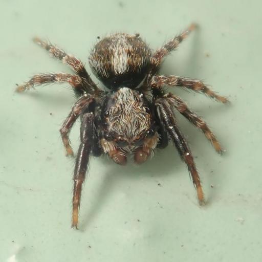 Pseudeuophrys Lanigera