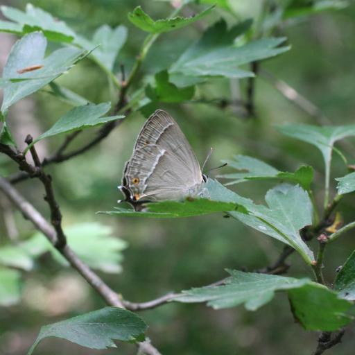 Purple Hairstreak