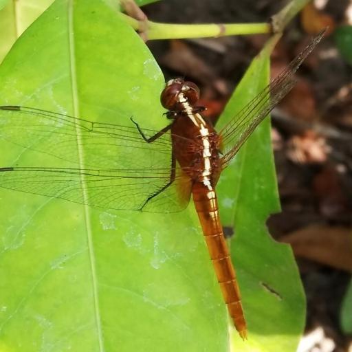 Rhodothemis Rufa