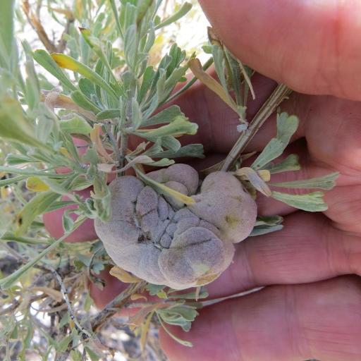 Sponge Gall Midge