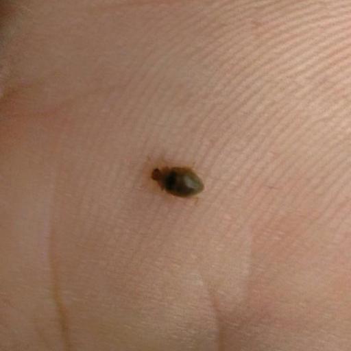 Pointed-keeled Rhyzobius (Rhyzobius Litura) Insect Identification Guide ...