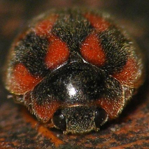 Rodolia Cardinalis