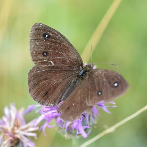 Satyrus Ferula