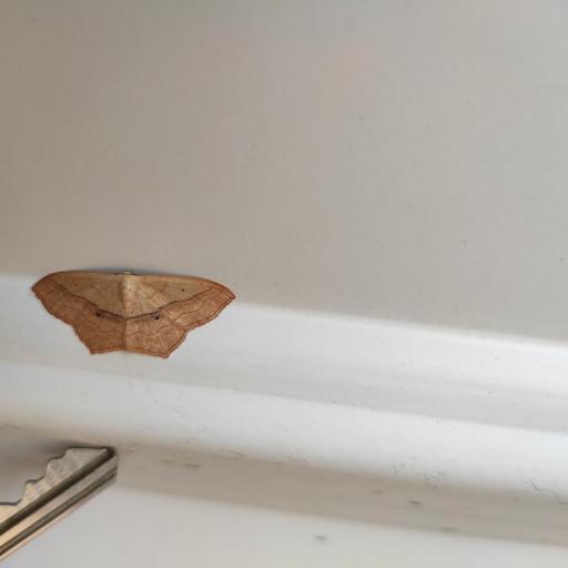 Scopula Imitaria