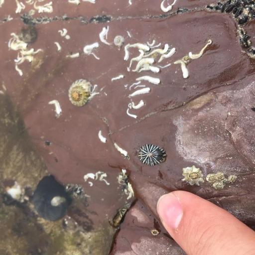Striped False Limpet (Siphonaria Diemenensis) Insect Identification ...