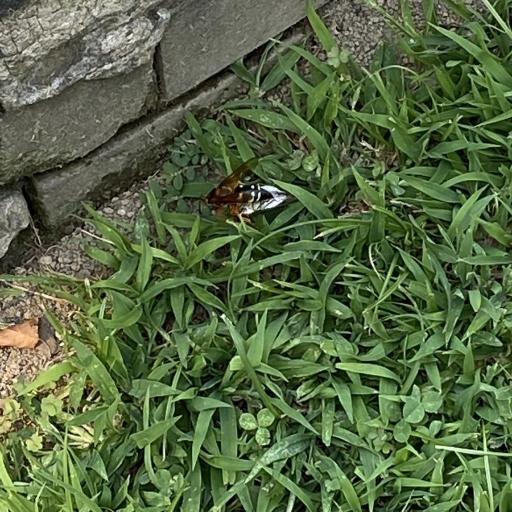 Eastern Cicada-killer Wasp