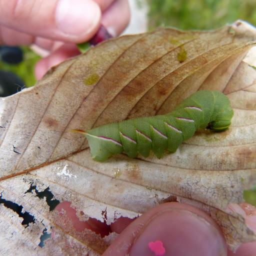 Sphinx Drupiferarum