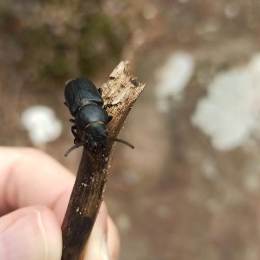 Black Longicorn Beetle (Spondylis Buprestoides) Insect Identification ...
