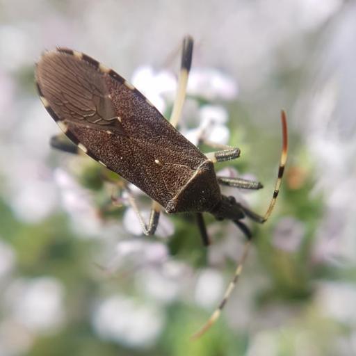 Spurgebugs
