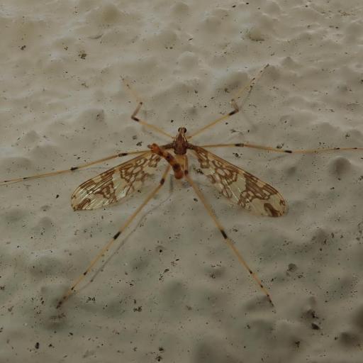 Primitive Crane Flies (Tanyderidae) Insect Identification Guide ...
