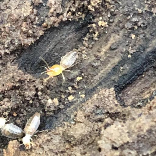Higher Termites (Termitidae) Insect Identification Guide, Habitat & Facts