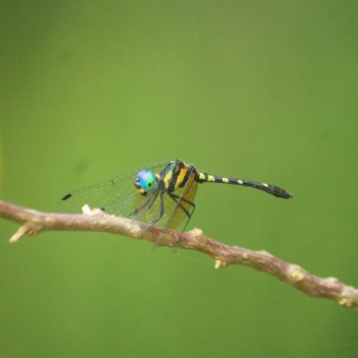 Elfs Tetrathemis Insect Identification Guide Habitat Facts Elfs Tetrathemis Insect Identification Guide Habitat Facts