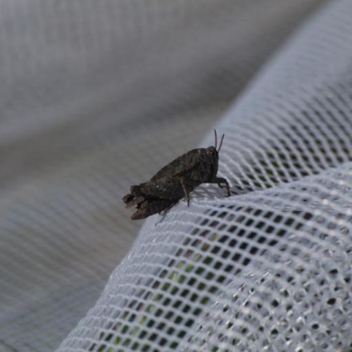 Two-Spotted Ground-Hopper (Tetrix Bipunctata) Insect Identification ...