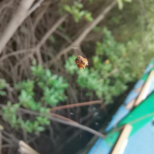 Asian Spinybacked Orbweaver