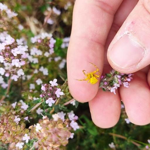 Pink Crab Spider