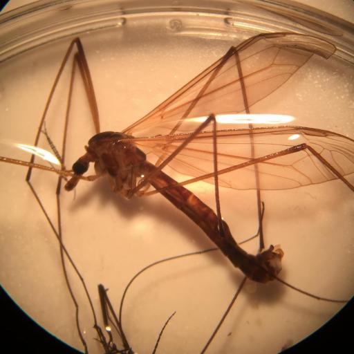 Tipula Oleracea