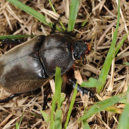 Trypoxylus Dichotomus