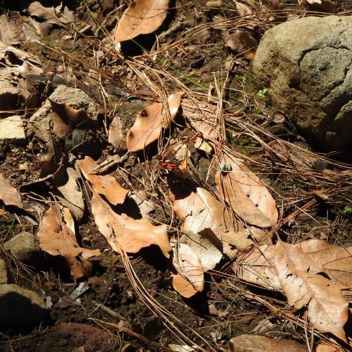 Vanessa Virginiensis