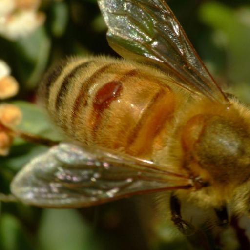Varroa Destructor