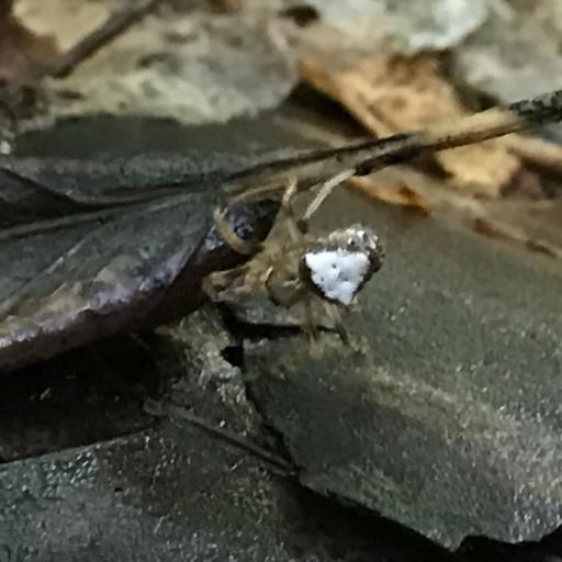 Arrowhead Orbweaver (Verrucosa Arenata) Insect Identification Guide ...