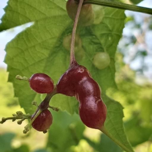 Vitisiella Brevicauda