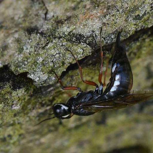 Swordtail Sawflies (Xiphydriidae) Insect Identification Guide, Habitat ...