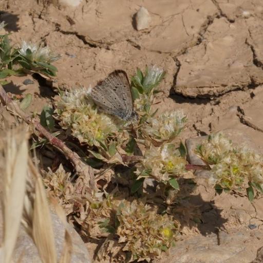 Zizeeria Knysna