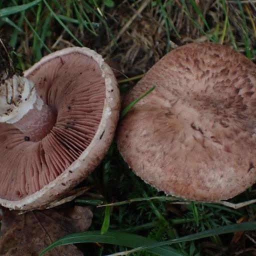 Agaricus Cupreobrunneus