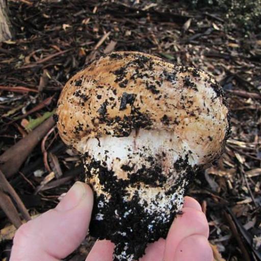 Giant Cypress Agaricus