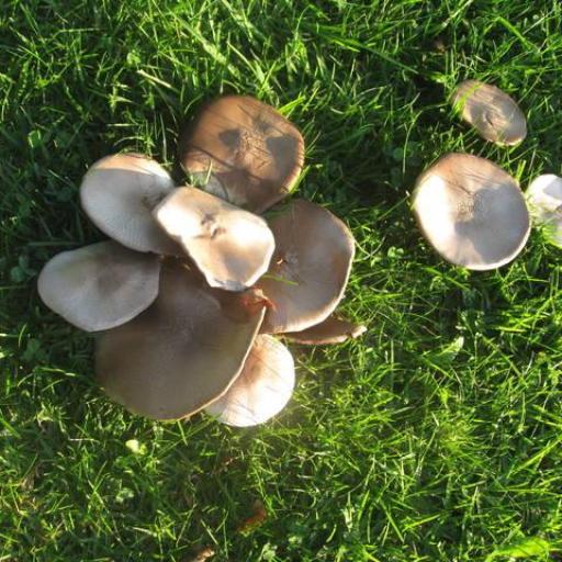 Agaricus Xanthodermus