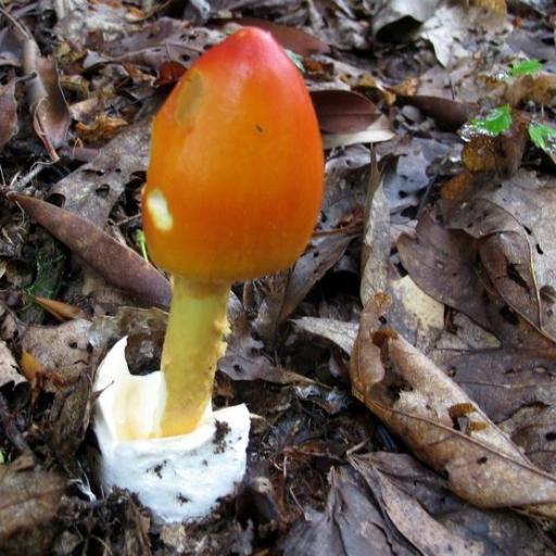 Amanita Jacksonii