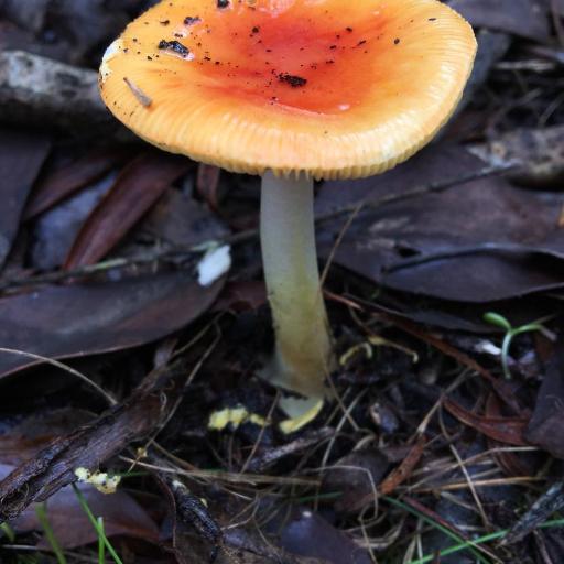 Amanita Xanthocephala
