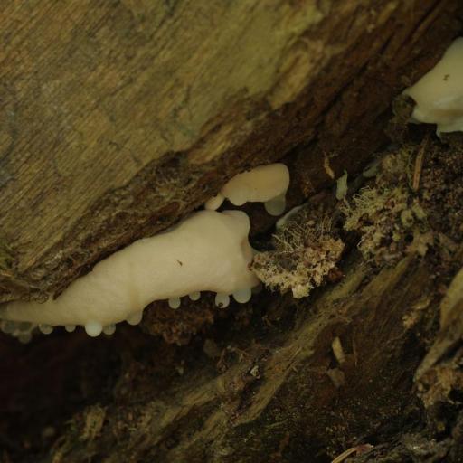 Amaropostia Stiptica