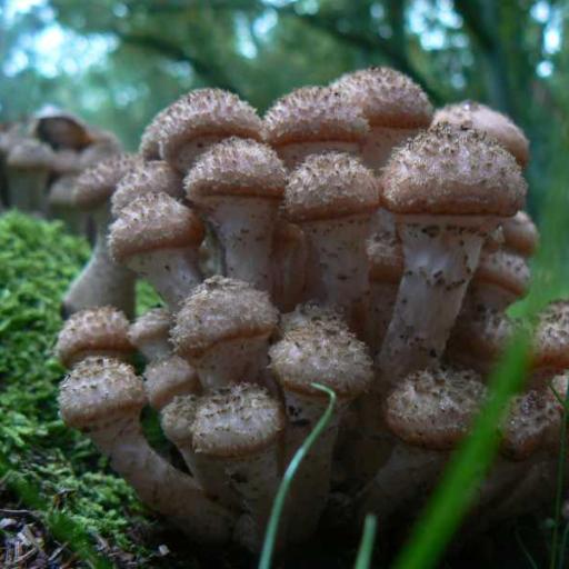 Armillaria Ostoyae