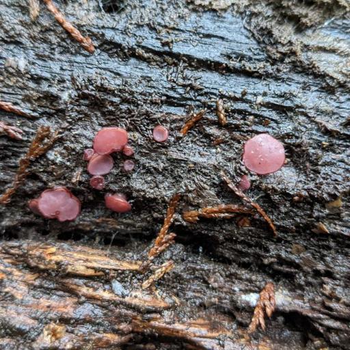 Ascocoryne Cylichnium