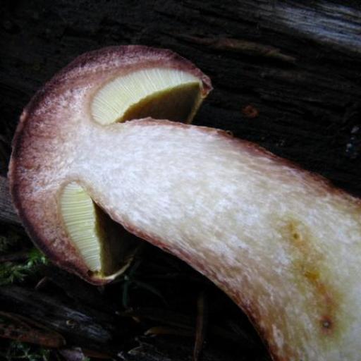 Admirable Bolete