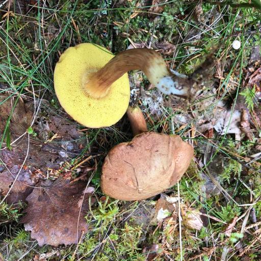 Rusty Bolete