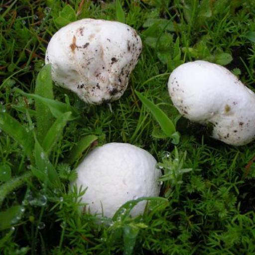 Lead-grey Puffball