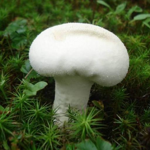 Bovistella Utriformis
