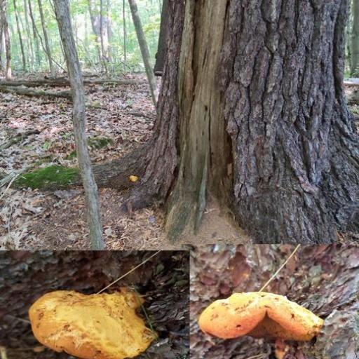 Wood Bolete