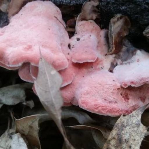 Coral-Pink Merulius
