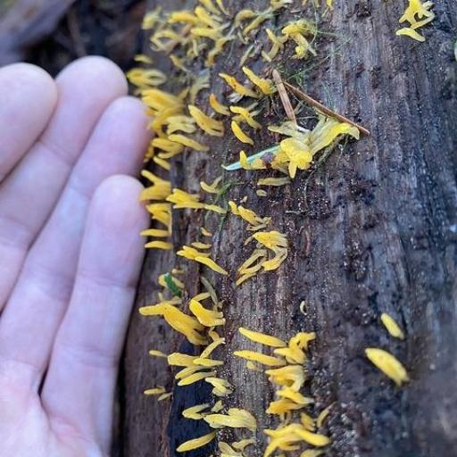 Calocera Cornea
