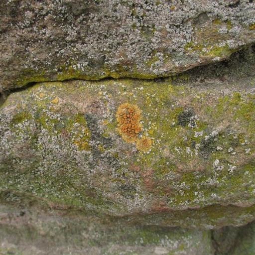 Tiny Firedot Lichen