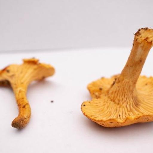 Pacific Golden Chanterelle